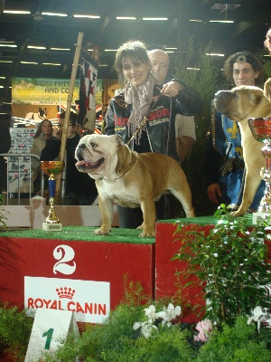 Mack Sweet British Bulls - BORDEAUX 2011 CACS/CACIB SPECIALE DE RACE