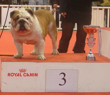 Mack Sweet British Bulls - CACIB ANGERS 2010