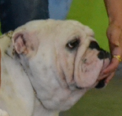 Mack Sweet British Bulls - CAC CHARLEROI 2011