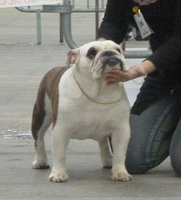 Mack Sweet British Bulls - NIORT 2011