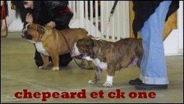 Mack Sweet British Bulls - CACIB DE NANTES 2009