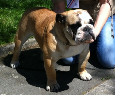 Mack Sweet British Bulls - CACIB SAINT BRIEUC 2012