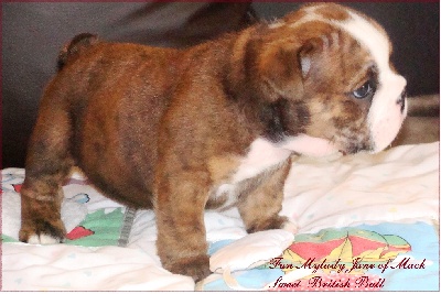 Mack Sweet British Bulls - Bebe de Calamitry jane/ kingrock independance day sont nés