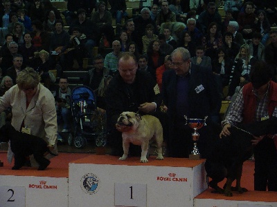 Mack Sweet British Bulls - ANGERS CACIB 2011 