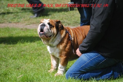 Mack Sweet British Bulls - NATIONALE D ELEVAGE 2012