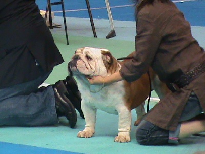 Mack Sweet British Bulls - Speciale Bulldog anglais ORLEAN CACIB OCTOBRE 2010