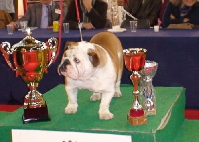 Mack Sweet British Bulls - BIS JEUNE POITIER 2008