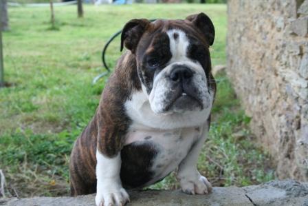 Calamity jane Mack Sweet British Bulls