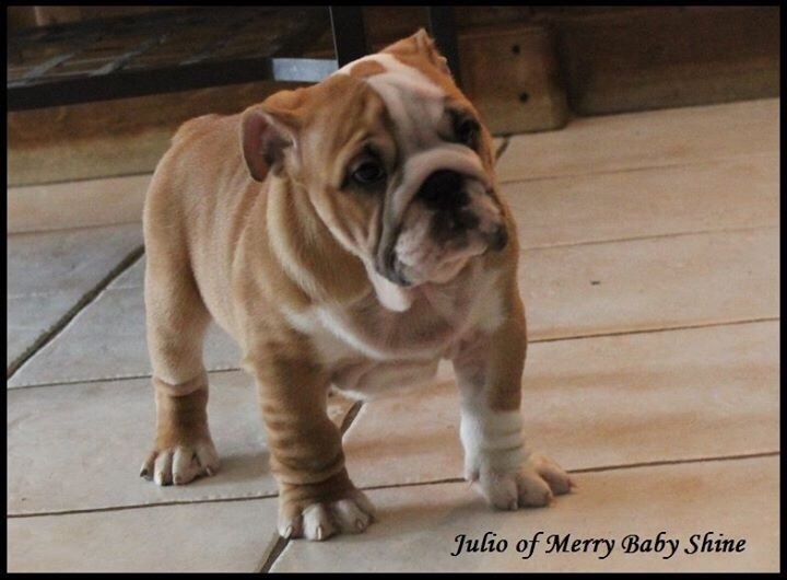 Julio merry baby shine