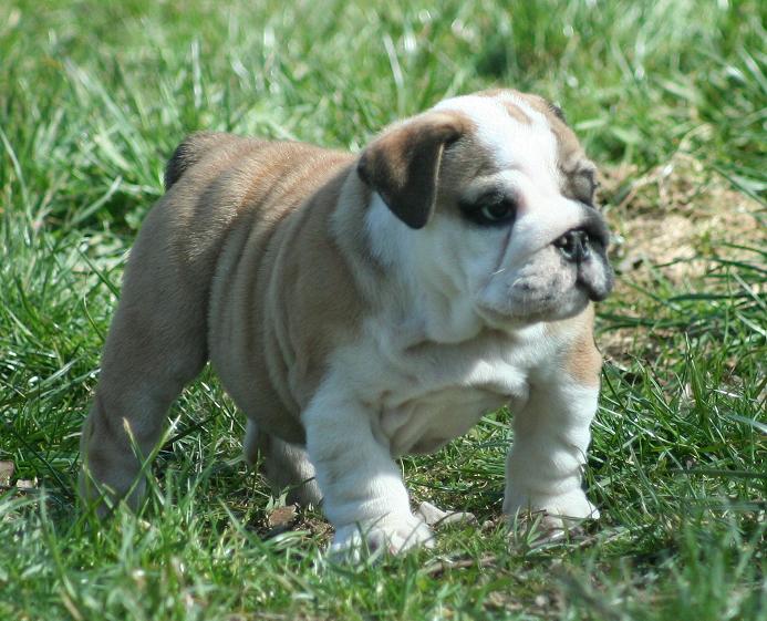 Foxy lady s dance Mack Sweet British Bulls