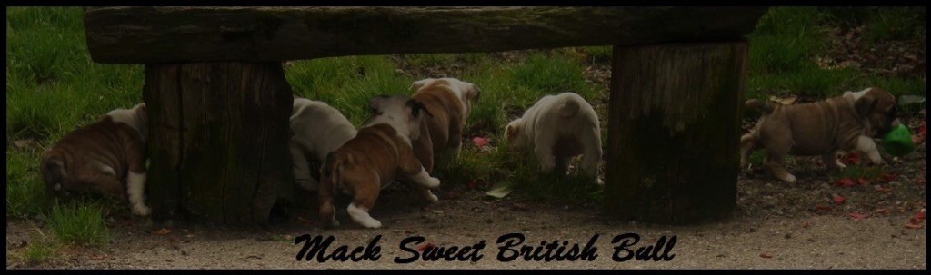 chiot Bulldog Anglais Mack Sweet British Bulls