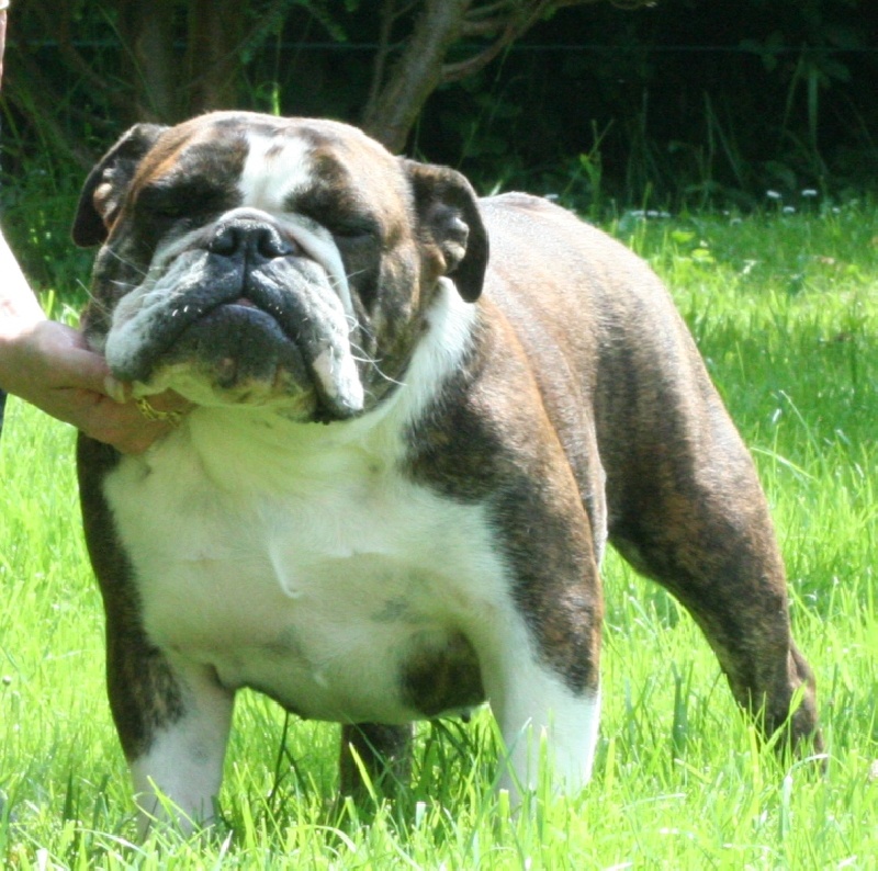 Calamity jane Mack Sweet British Bulls
