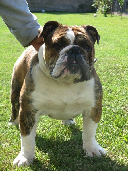 Challenge Mack Sweet British Bulls