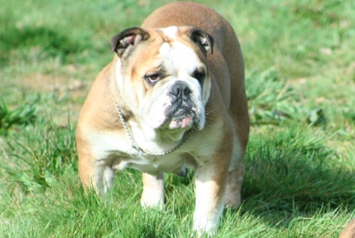 Vicking magic girl (Sans Affixe)