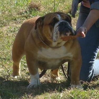 Chelsea Mack Sweet British Bulls