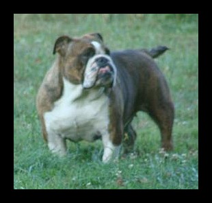 Cyane of Mack Sweet British Bulls