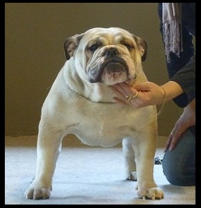 Forever and ever of Mack Sweet British Bulls