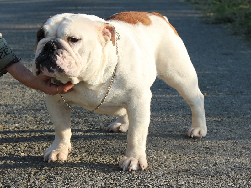 Fearless lady Mack Sweet British Bulls
