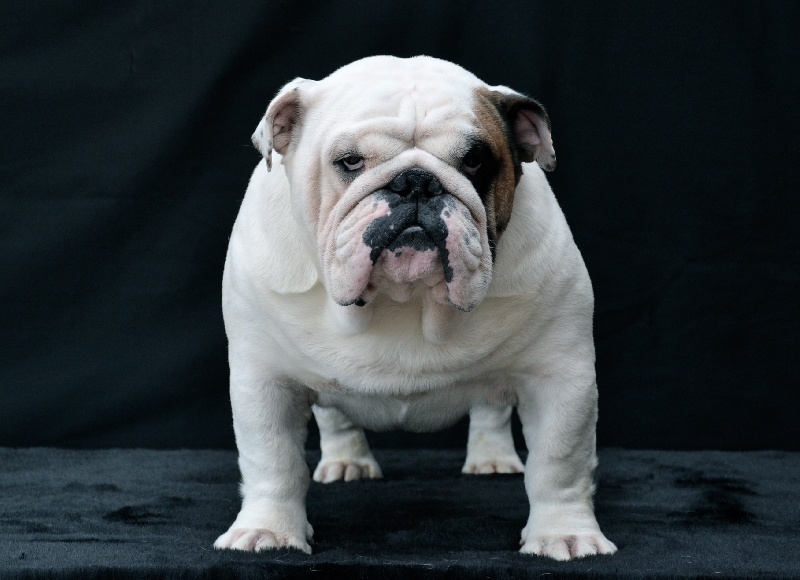 Forest master of Mack Sweet British Bulls