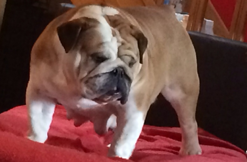 Foxy lady s dance Mack Sweet British Bulls