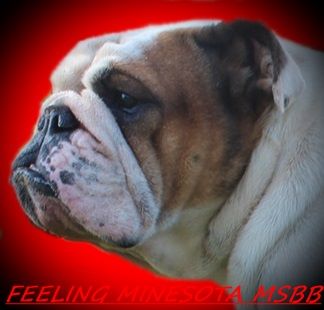 Feeling minnesota of Mack Sweet British Bulls