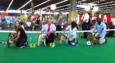 Mack Sweet British Bulls - CHAMPIONNAT DE FRANCE 2010