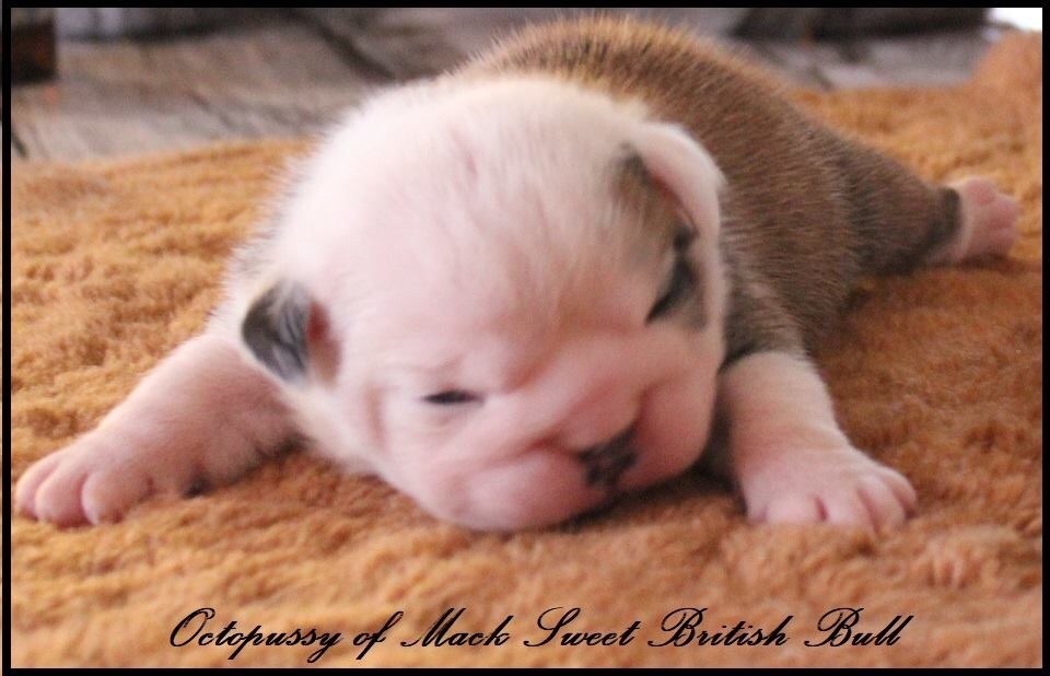 Mack Sweet British Bulls - Les BB sont arrivés