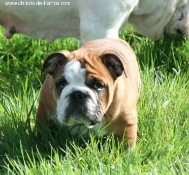 Mack Sweet British Bulls